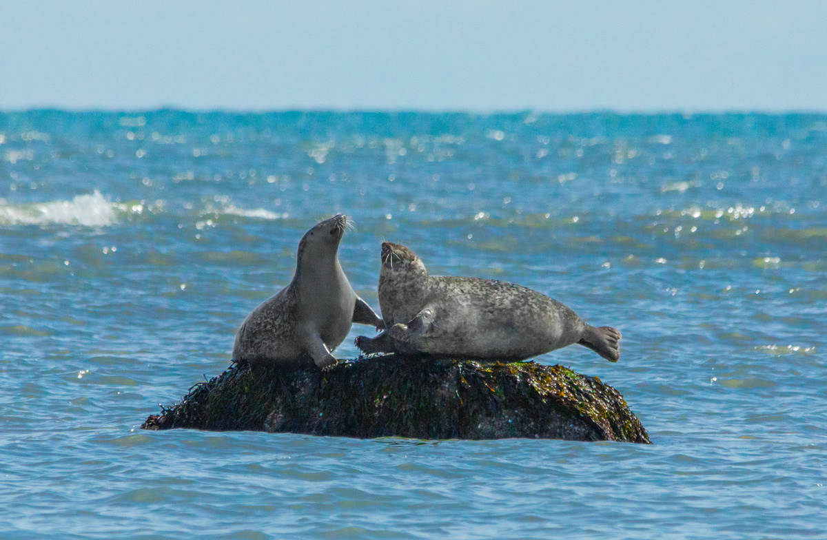 Duas focas em cima de uma pedra