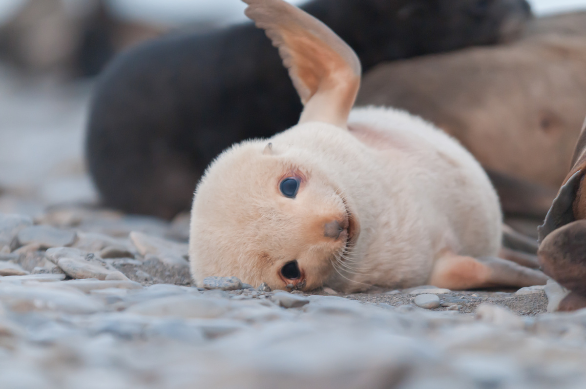 Foca filhote pequena