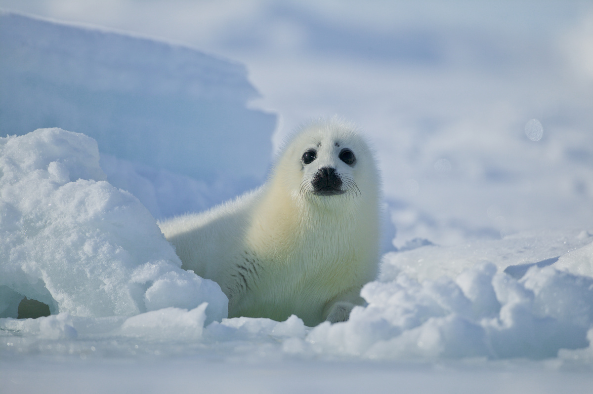 Foca na neve