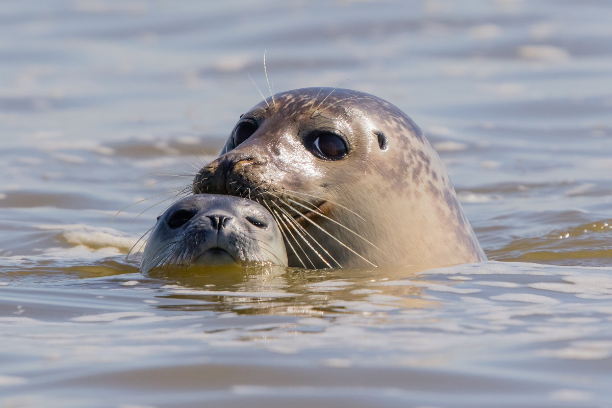 Focas juntas nadando na água