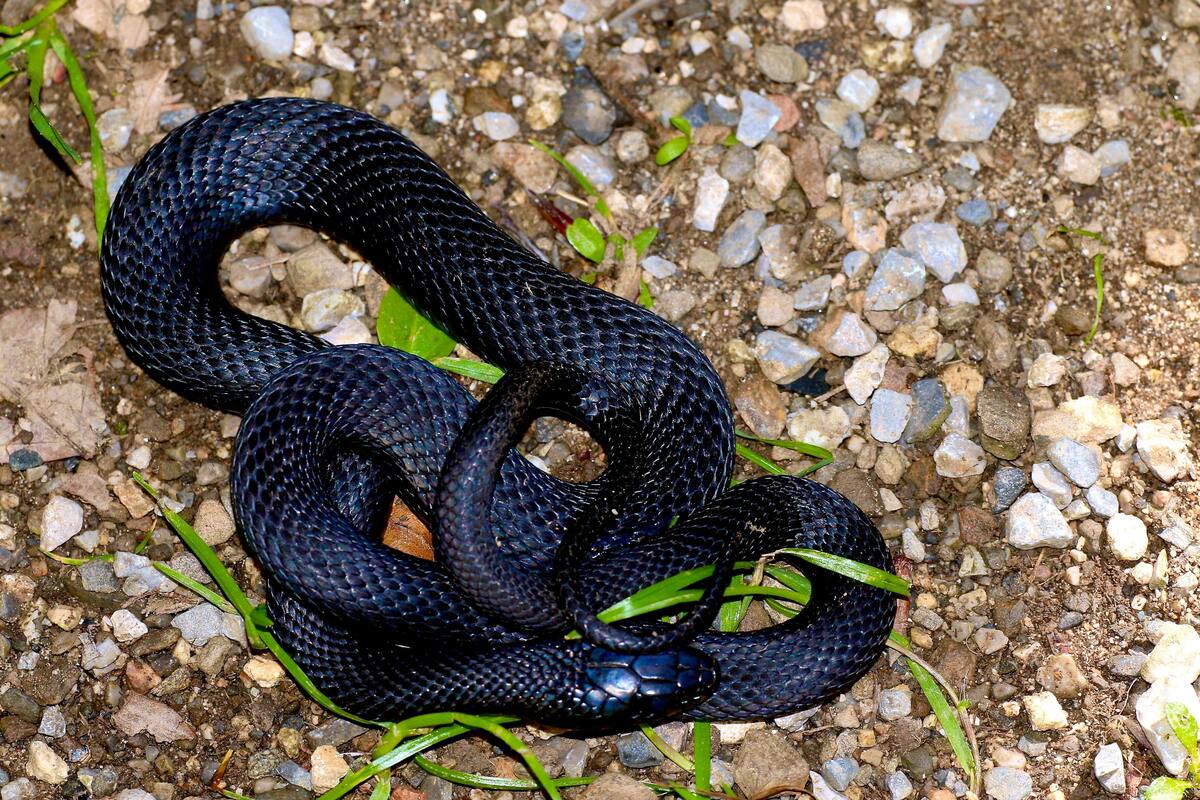 Cobra preta enrolada no chão