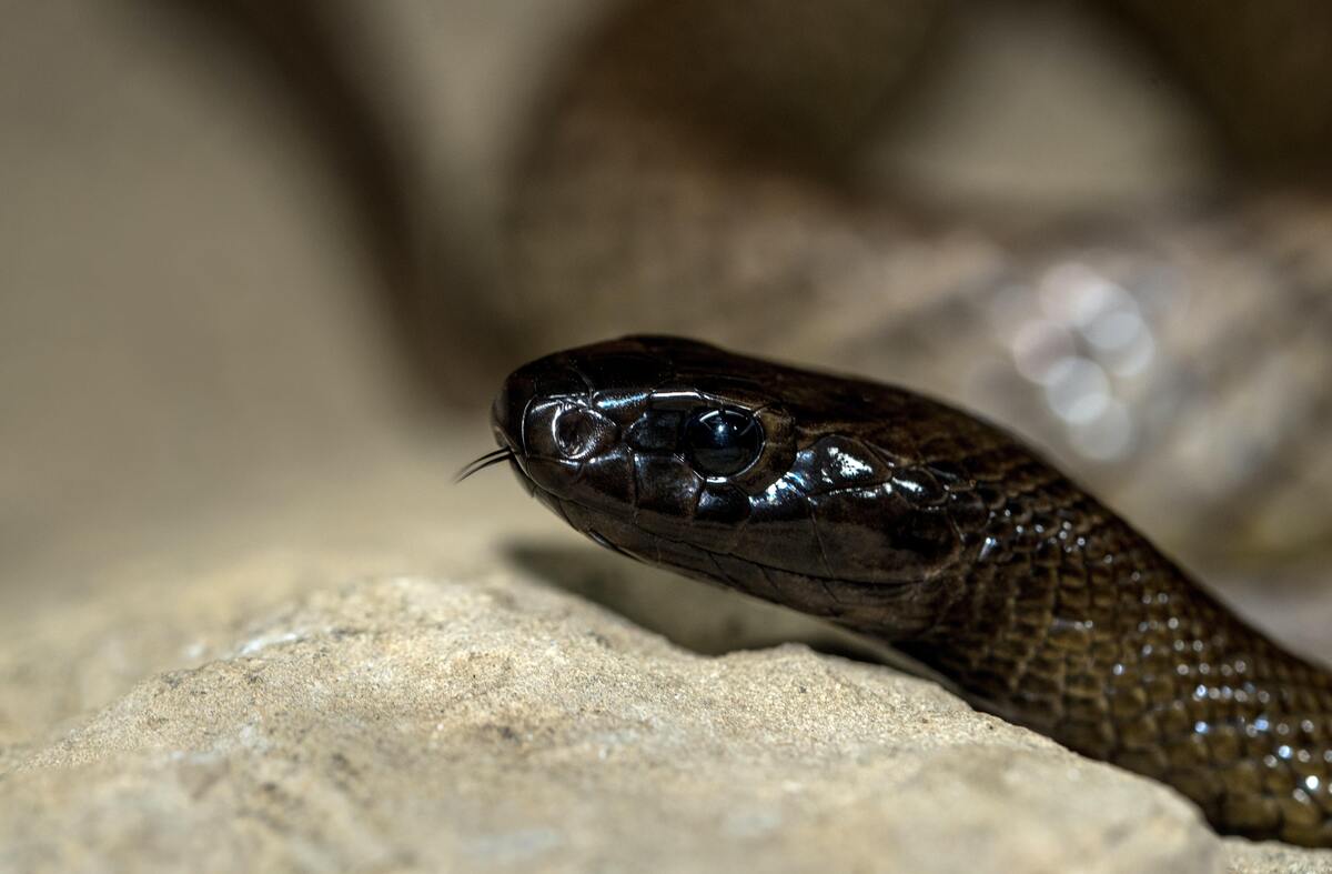 Close na cabeça de uma cobra preta