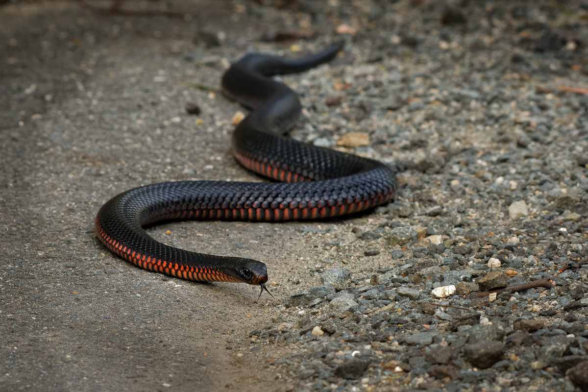 Cobra preta rastejando