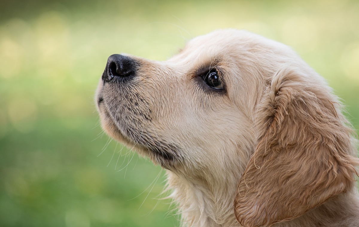 Imagem de lateral de focinho de cachorro amarelado.