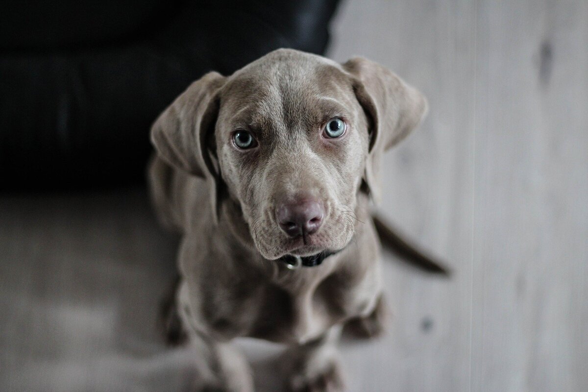 Cachorro filhote acinzentado, sentado enquanto olha fixamente para a pessoa que o captura, que o olha de cima. 