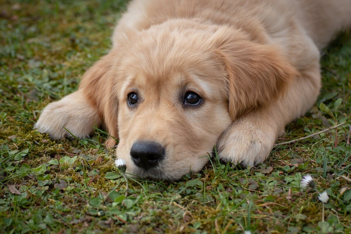 Filhote de Golden Retriever com semblante triste enquanto se deita em grama. 