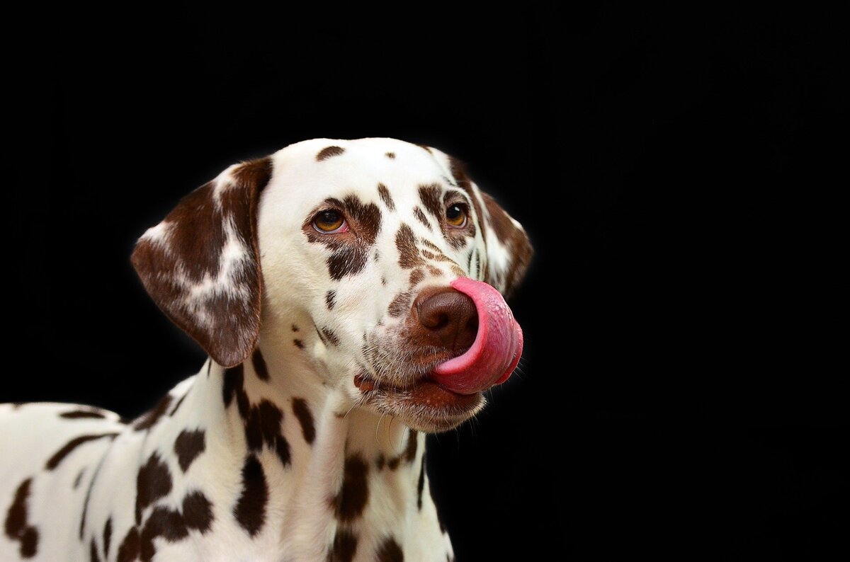 Cachorro dálmata em fundo preto, capturado enquanto lambe o próprio focinho.