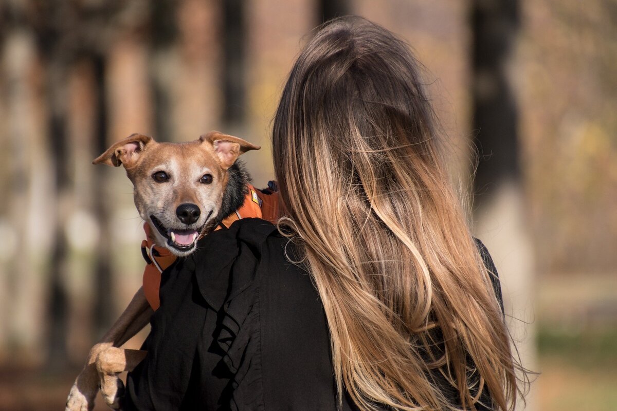 Cachorro sendo carregado pela dona, que é capturada de costas. 