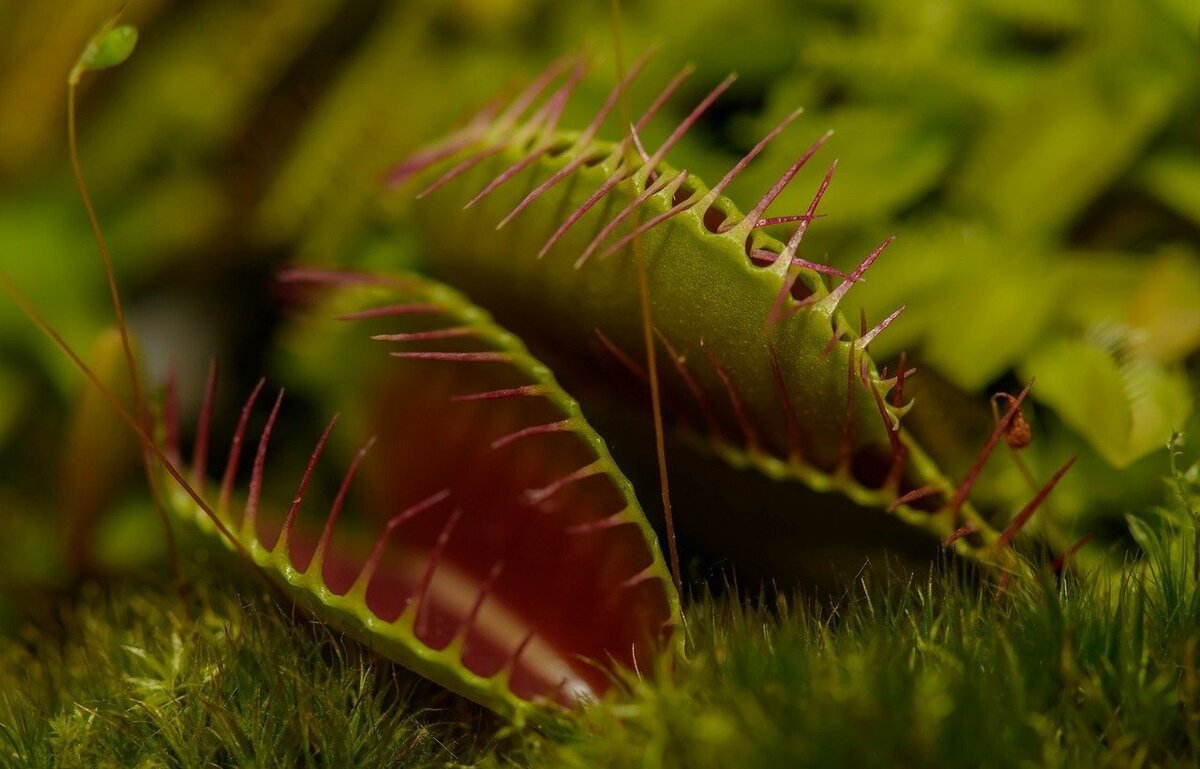 Plantas carnívoras.