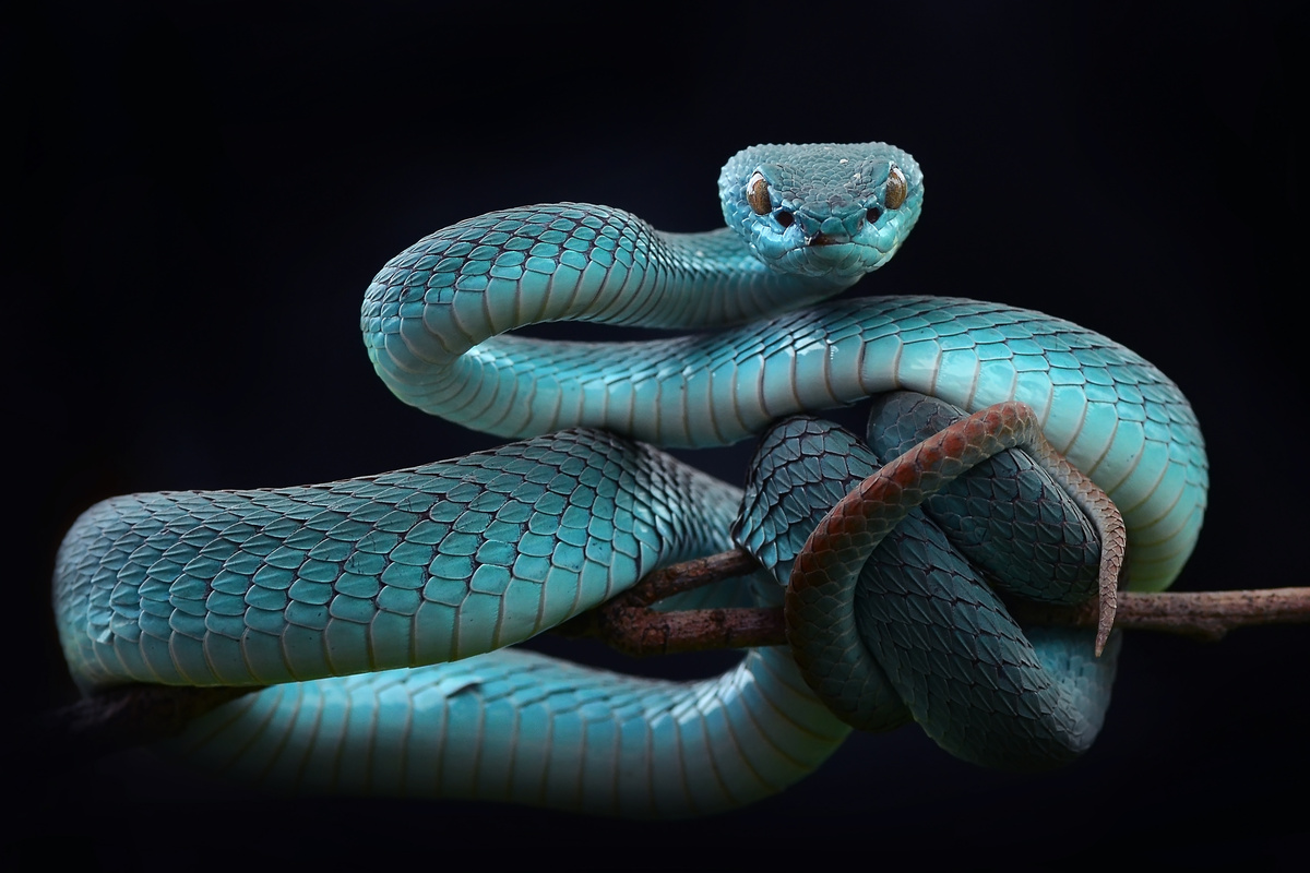 Cobra azul em galho.