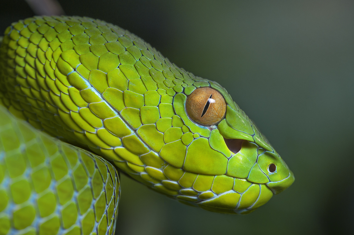 Cabeça de cobra verde.