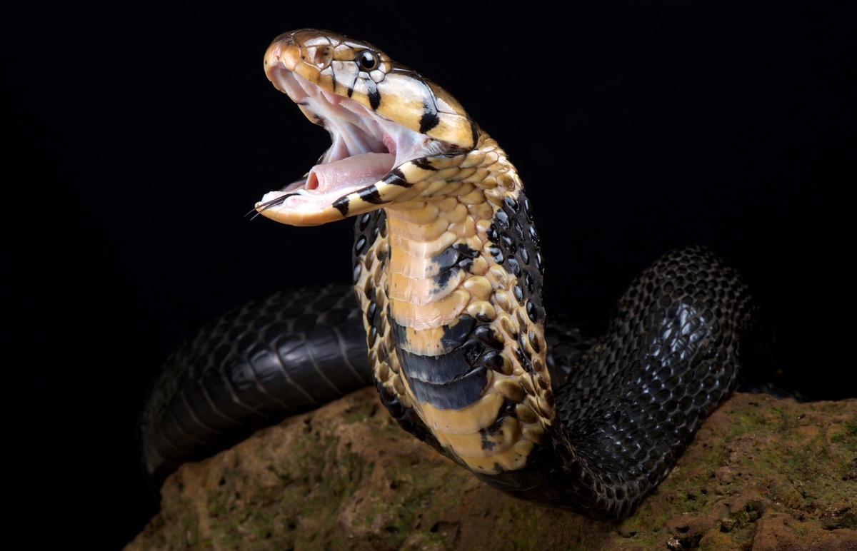 Cobra naja amarela de boca aberta.