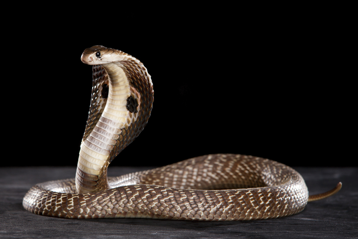 Cobra naja em pé sobre madeira.