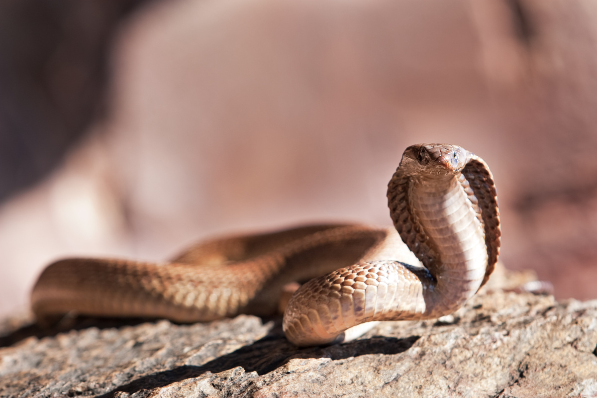 Cobra naja rastejando sobre pedras.