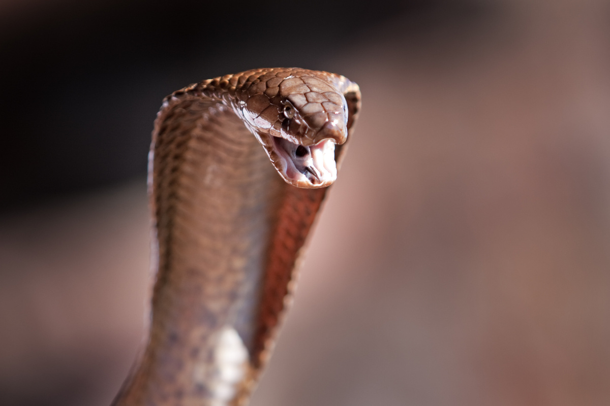 Cobra naja atacando.