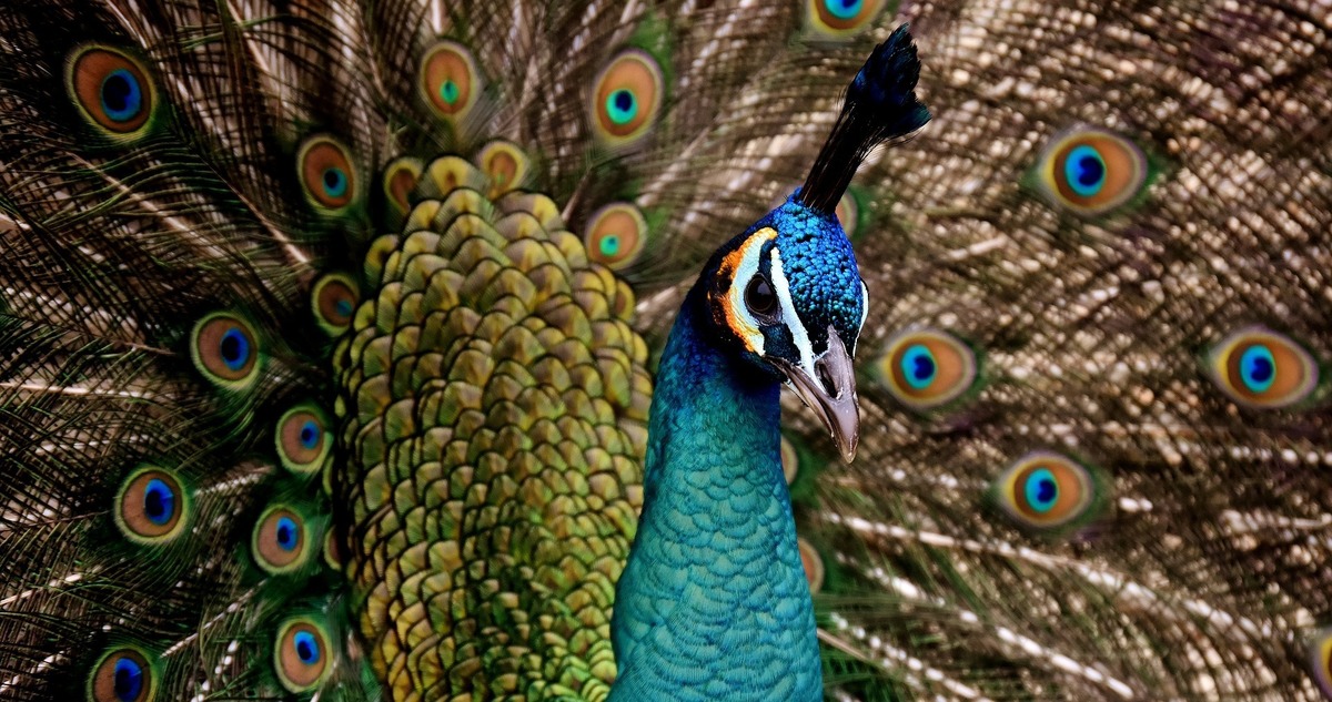 Pavão com asas abertas. 