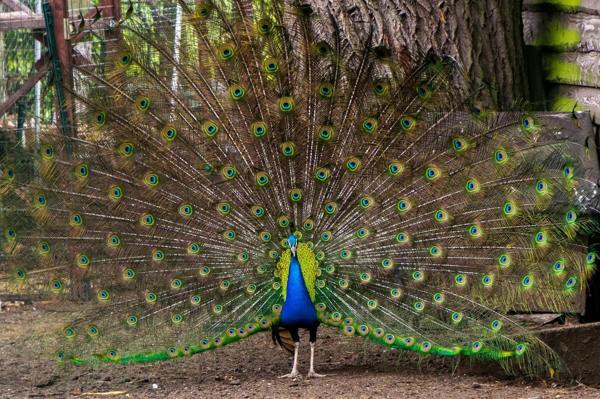 Pavão com asas abertas. 