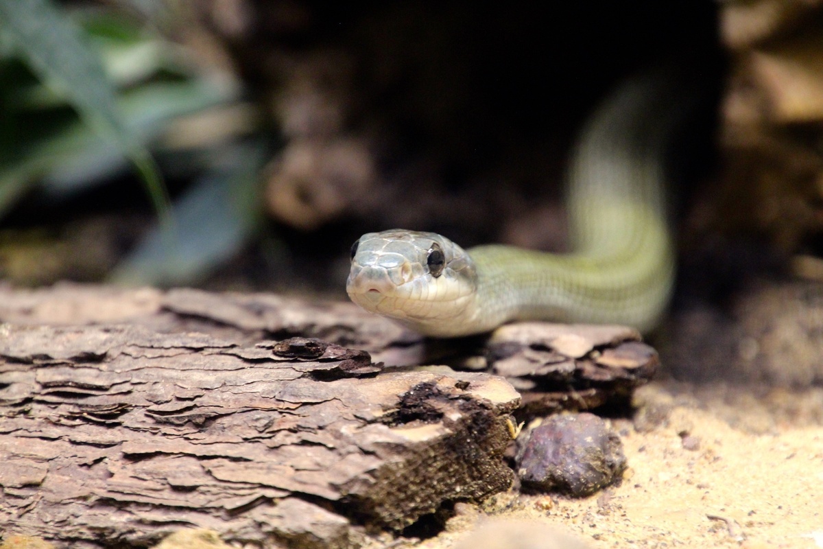 Cobra pequena rastejando sobre pedra.