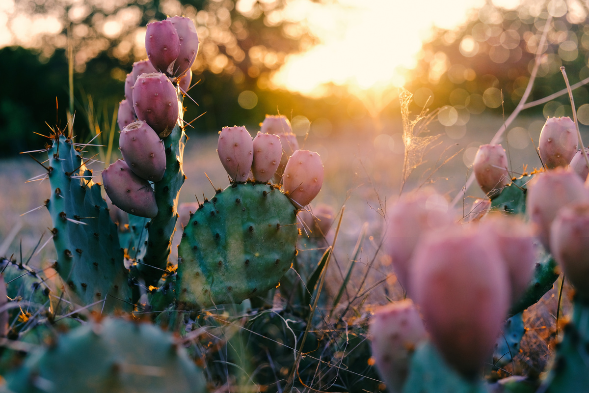 Conjunto de pequenos cactos achatados com flores rosas.