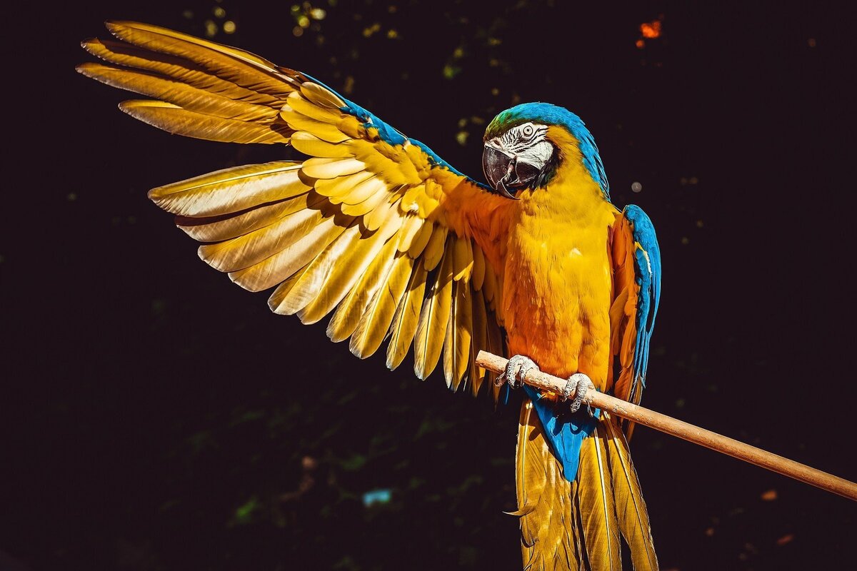 Arara azul repousando em árvore e abrindo apenas a asa direita.