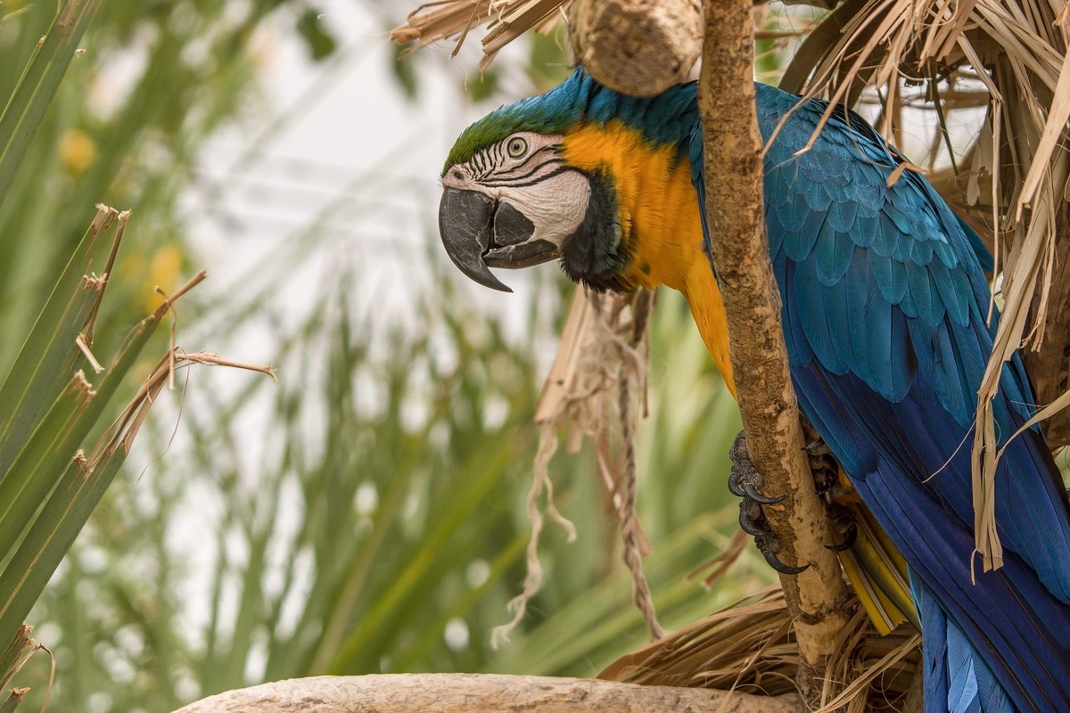 Arara azul repousando em galho de árvore.