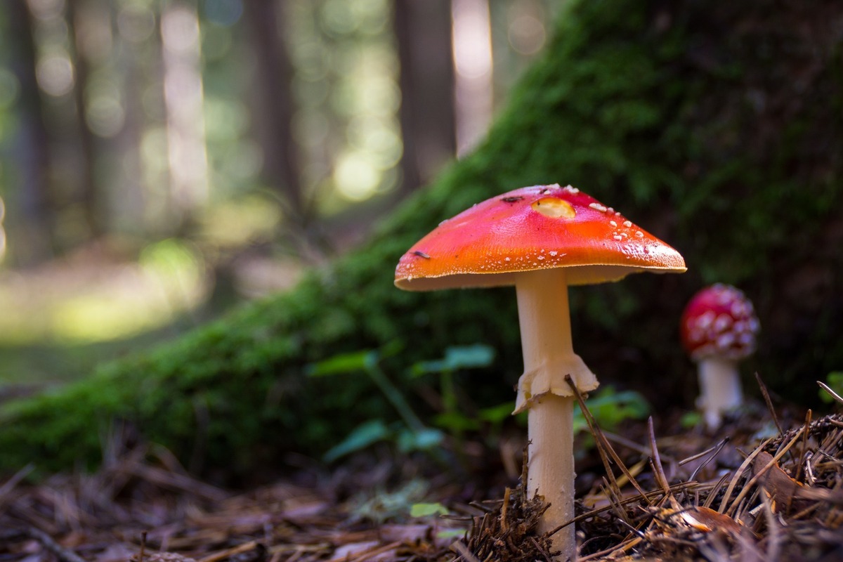 Cogumelo vermelho nascendo em meio à mata, e que, na maioria das vezes, contém veneno.