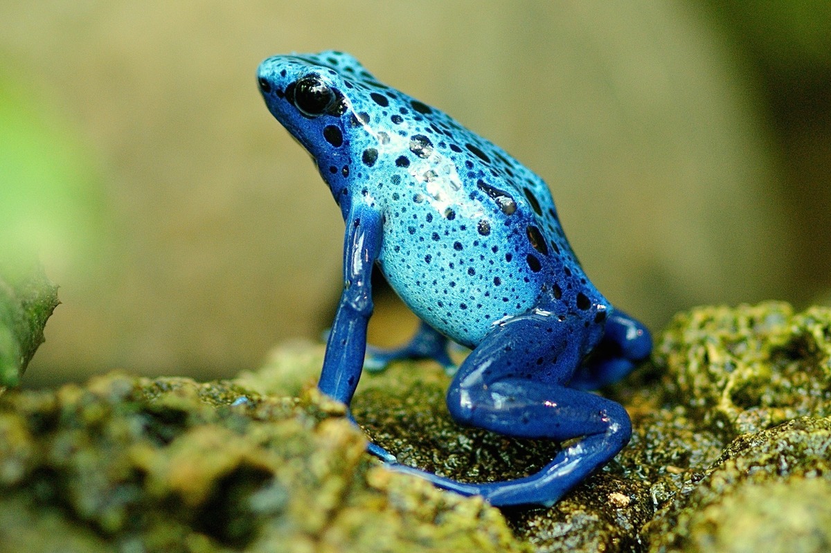 Imagem de costas de perereca azul com pintinhas pretas, enquanto a mesma repousa em musgo.