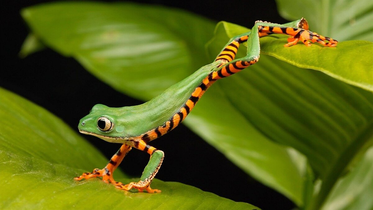 Perereca verde com parte inferior em vermelho e preto, enquanto se transfere de uma folha para outra.