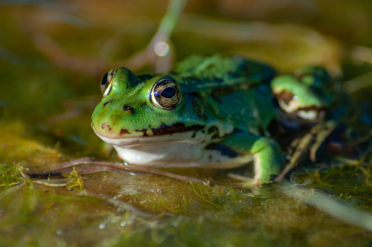 Perereca verde repousando em lagoa esverdeada.