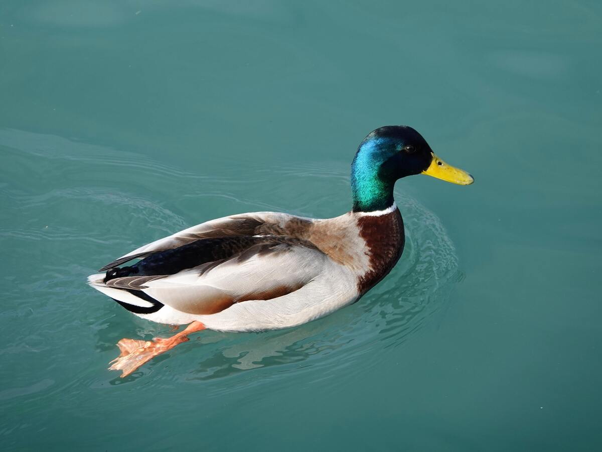 Pato selvagem nadando na água.