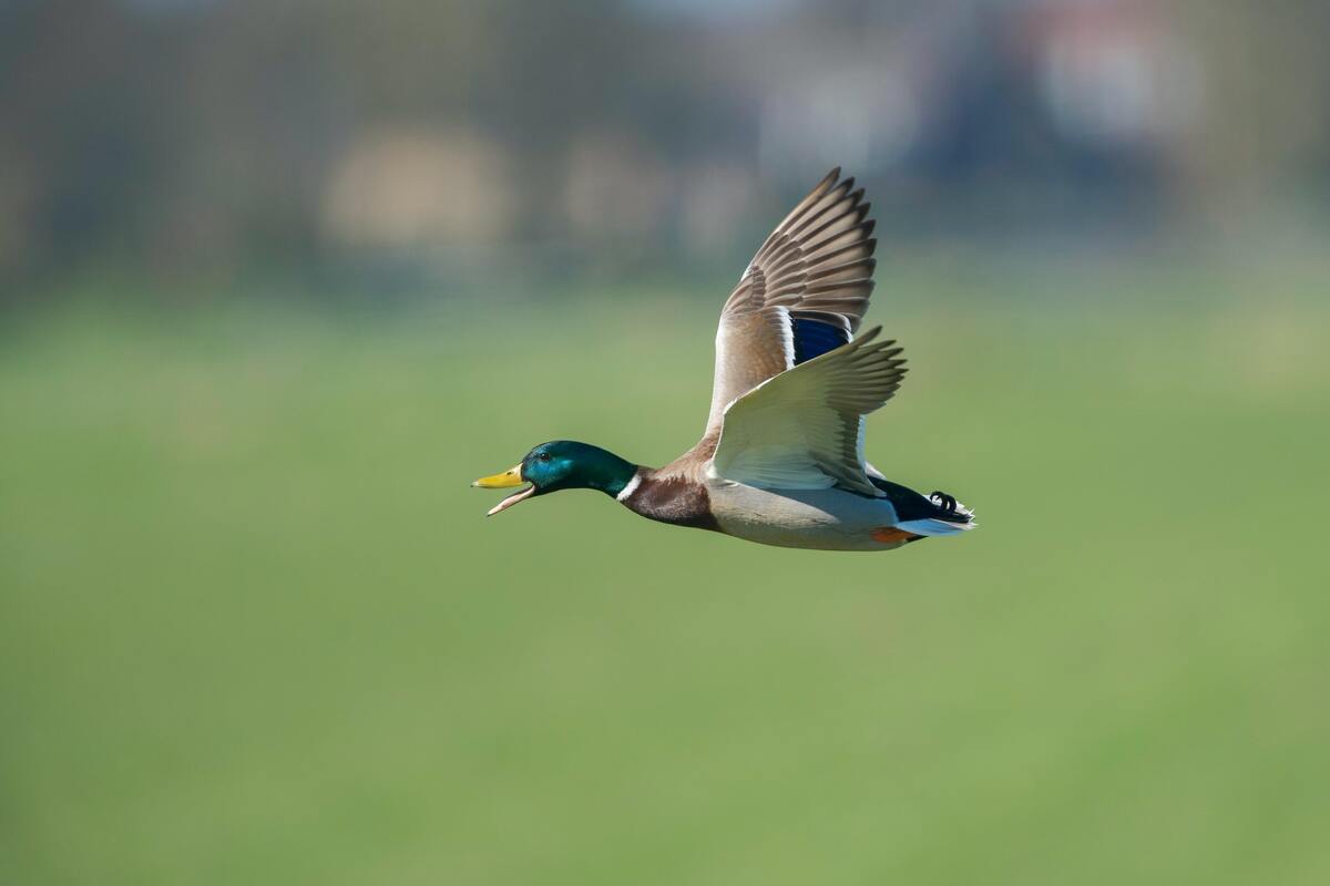 Pato voando.