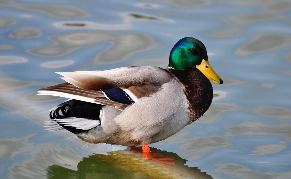 Pato selvagem na água.