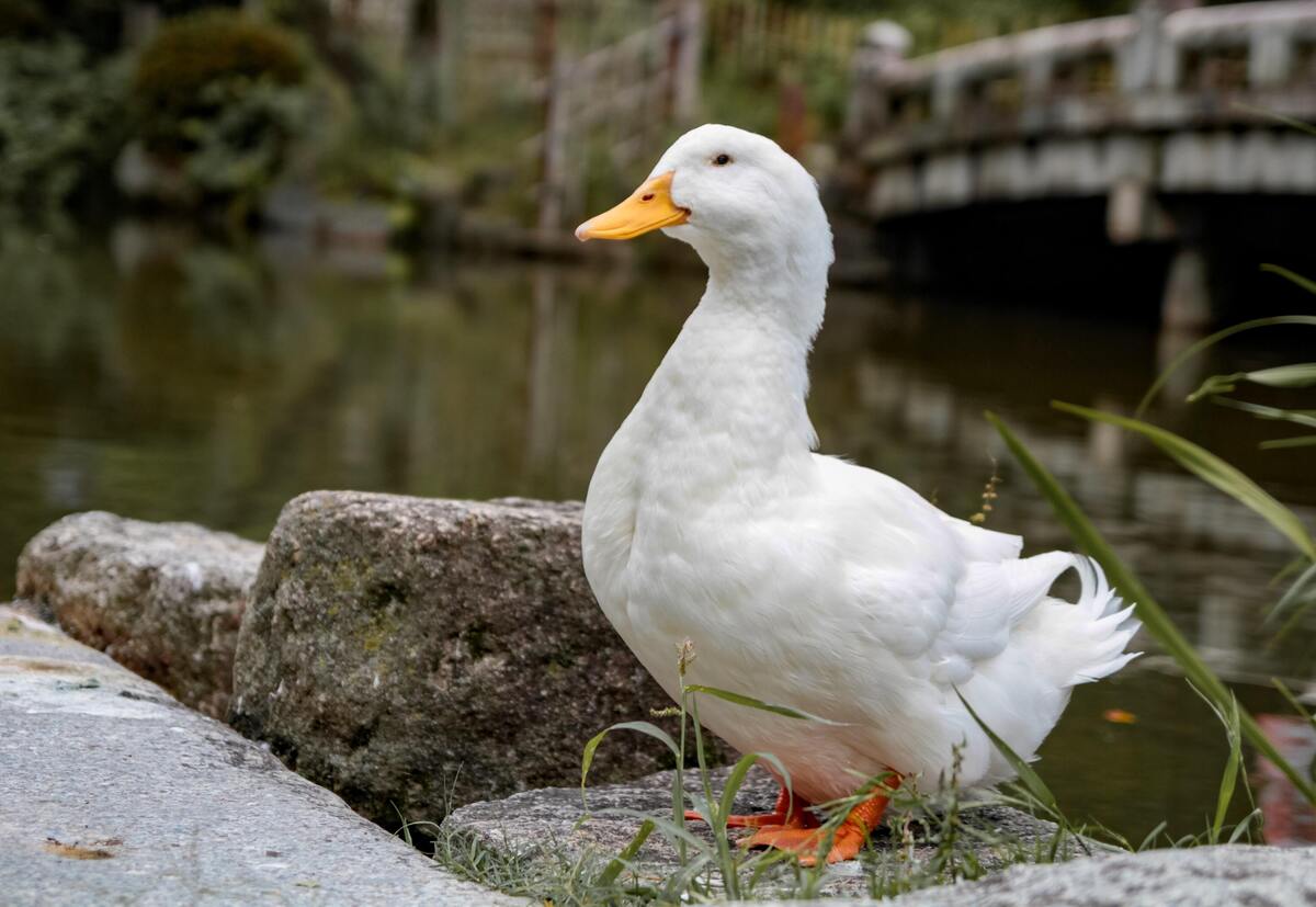 Pato branco em pedras.