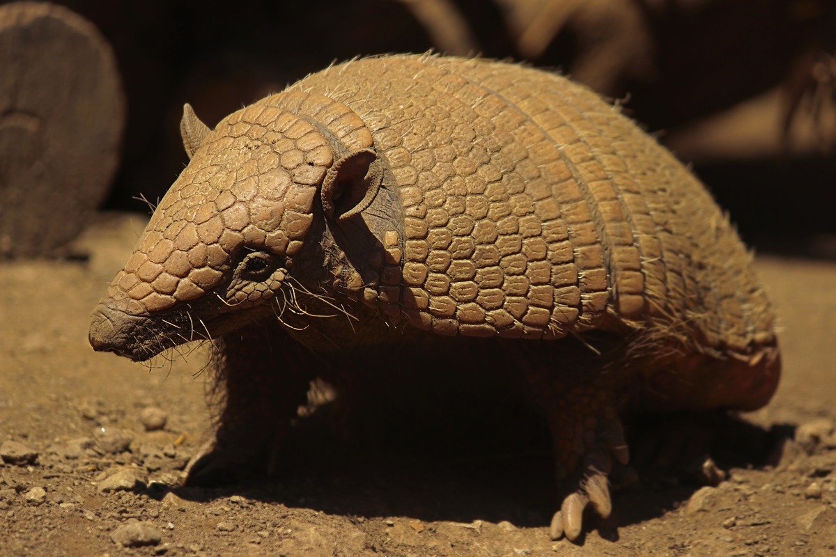 Tatu em ambiente de terra.