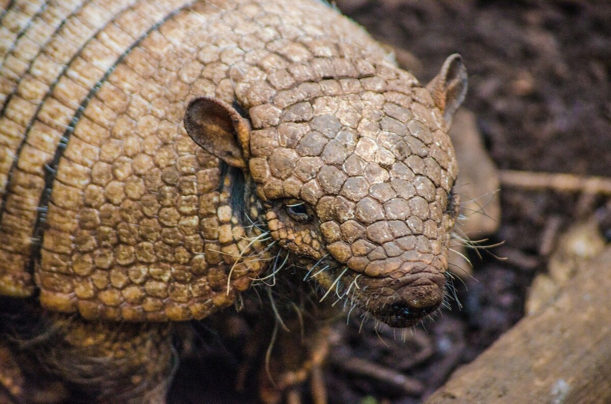 Imagem aproximada de focinho de tatu.