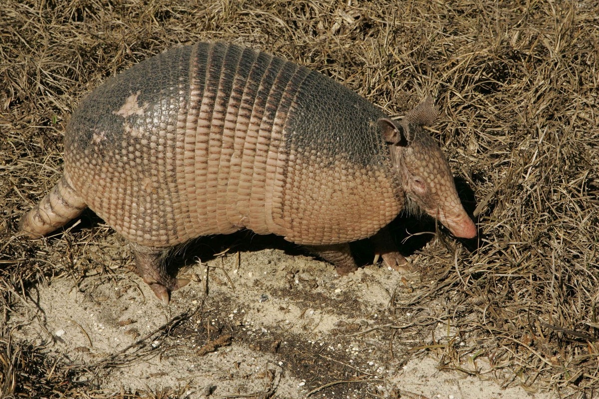 Tatu em meio a solo com grama opaca.