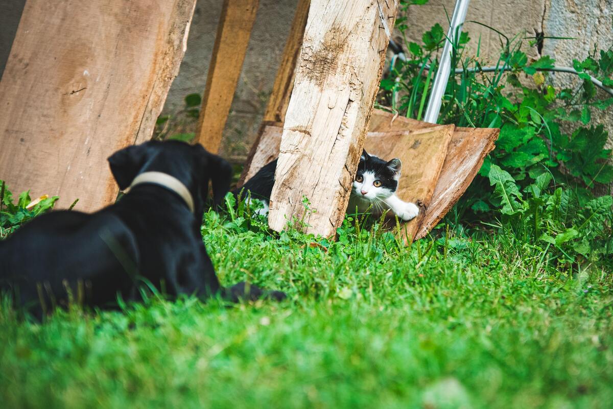 Cachorro perseguindo gato