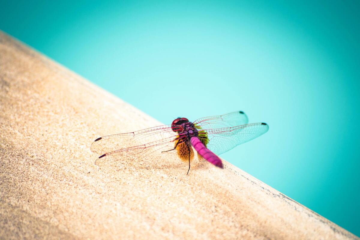 Libélula rosa sobre superfície de madeira.