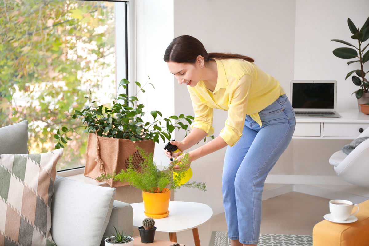 Mulher borrifando água em pequena planta localizada na mesa de centro da sua casa.