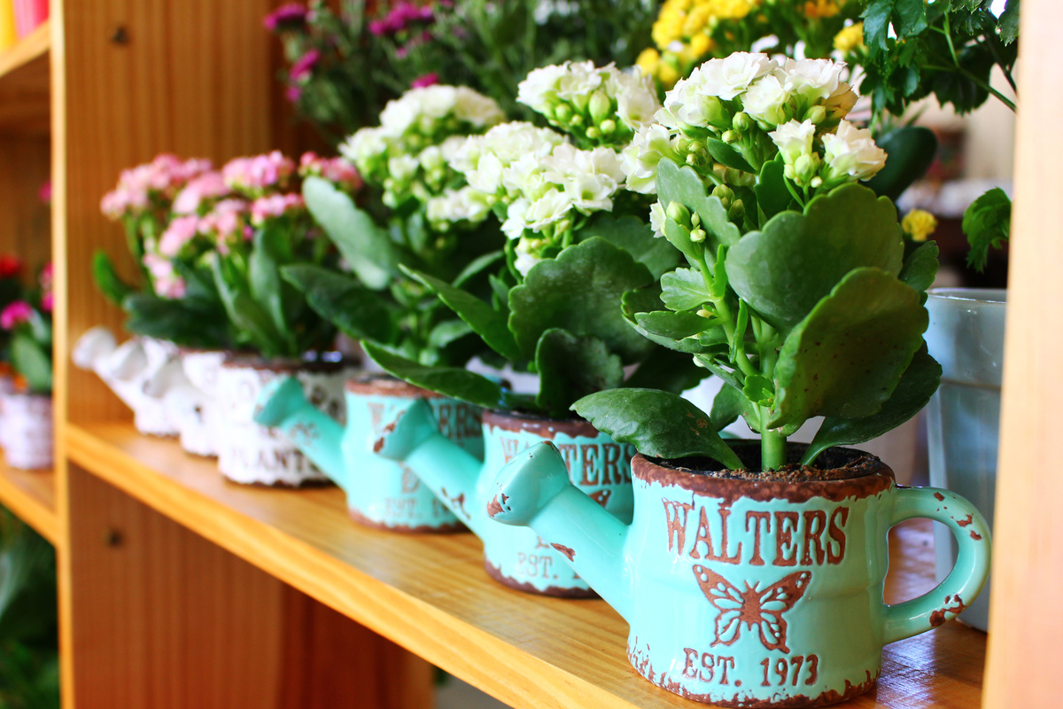 Vasos em formato de regador, enfileirados um ao lado do outro, todos contendo flores-da-fortuna de cores diferentes.