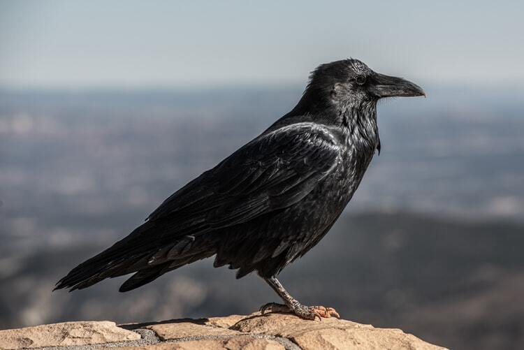 Corvo preto pousado em pedra