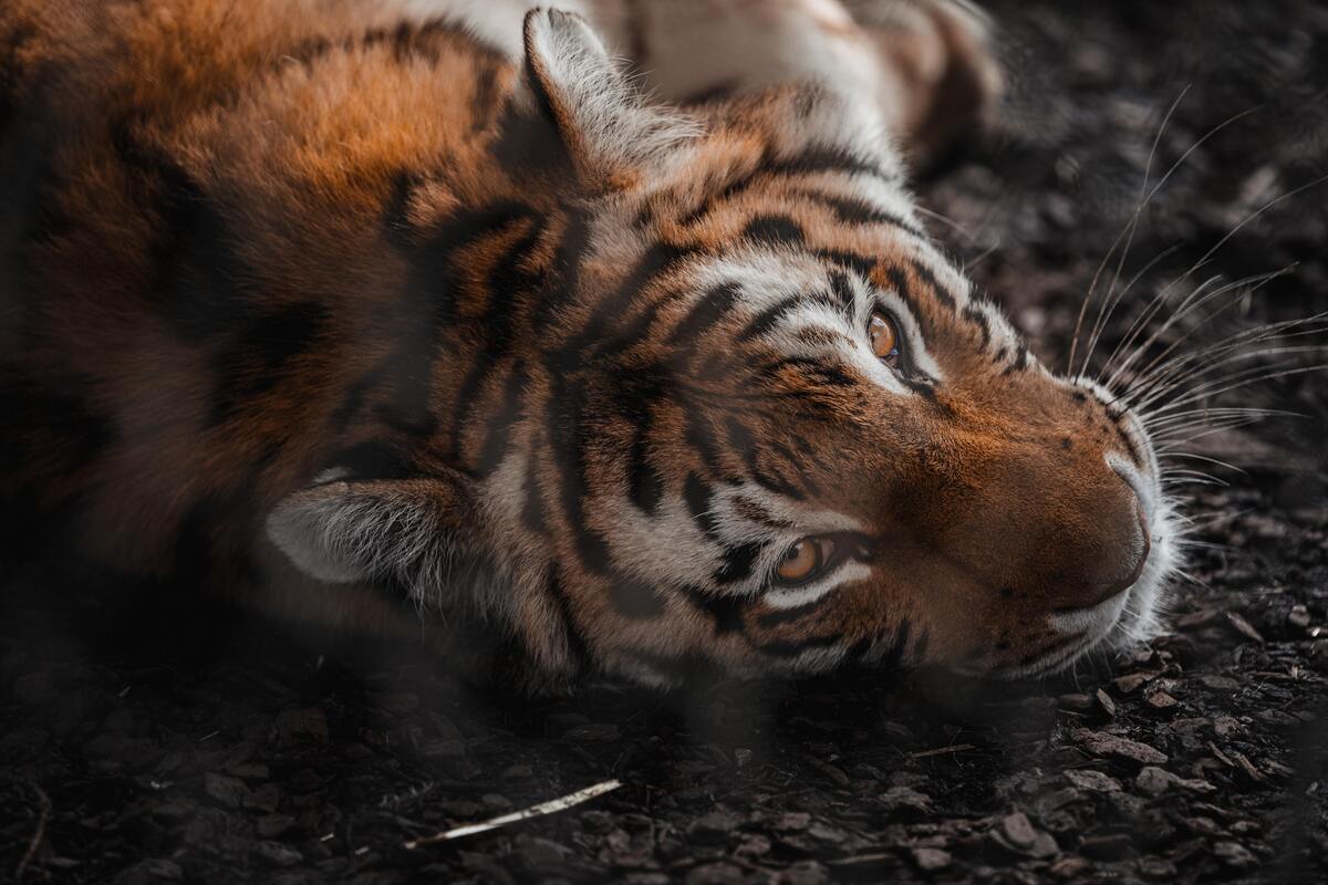 Tigre deitado no chão.