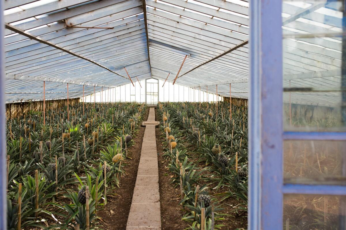 Plantação de arruda em estufa.