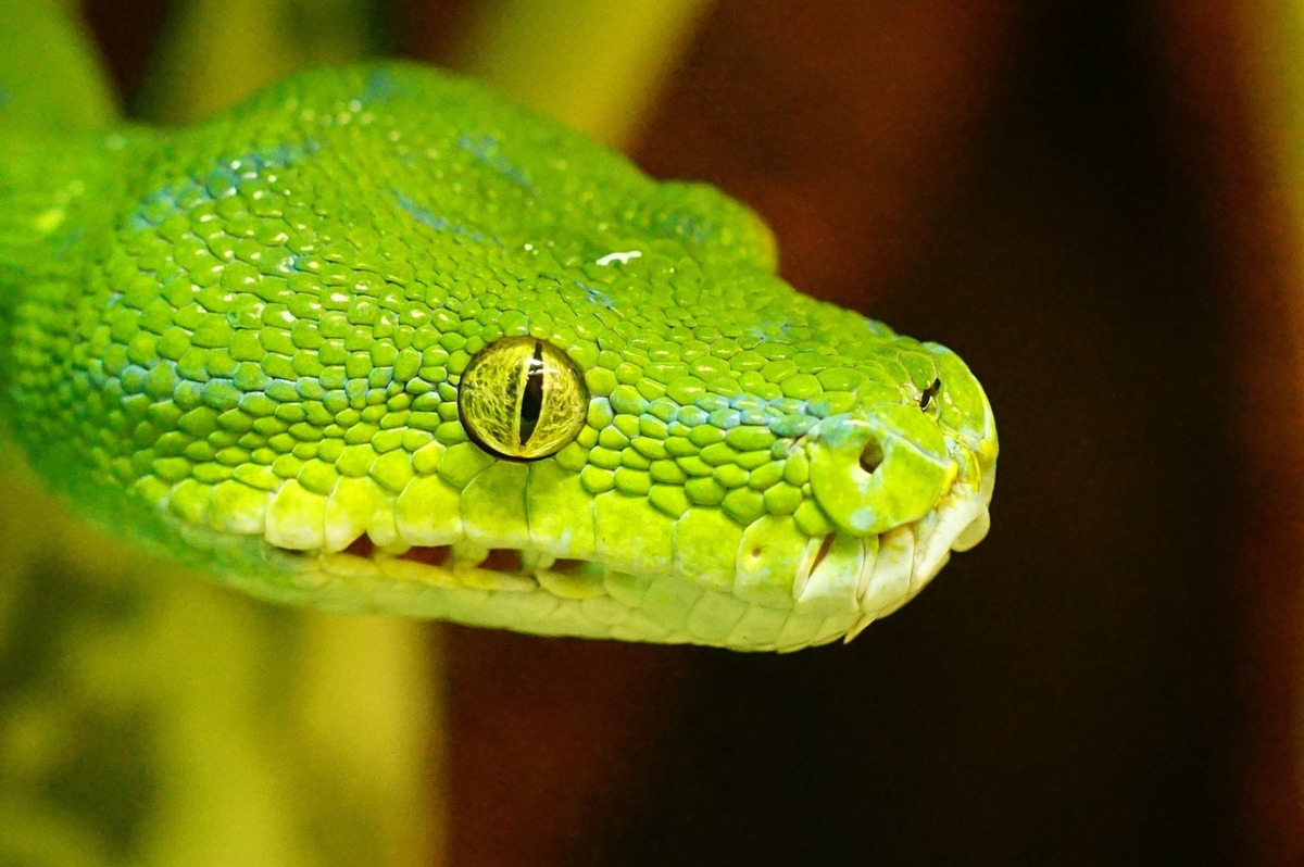 Imagem aproximada de cabeça de cobra verde.