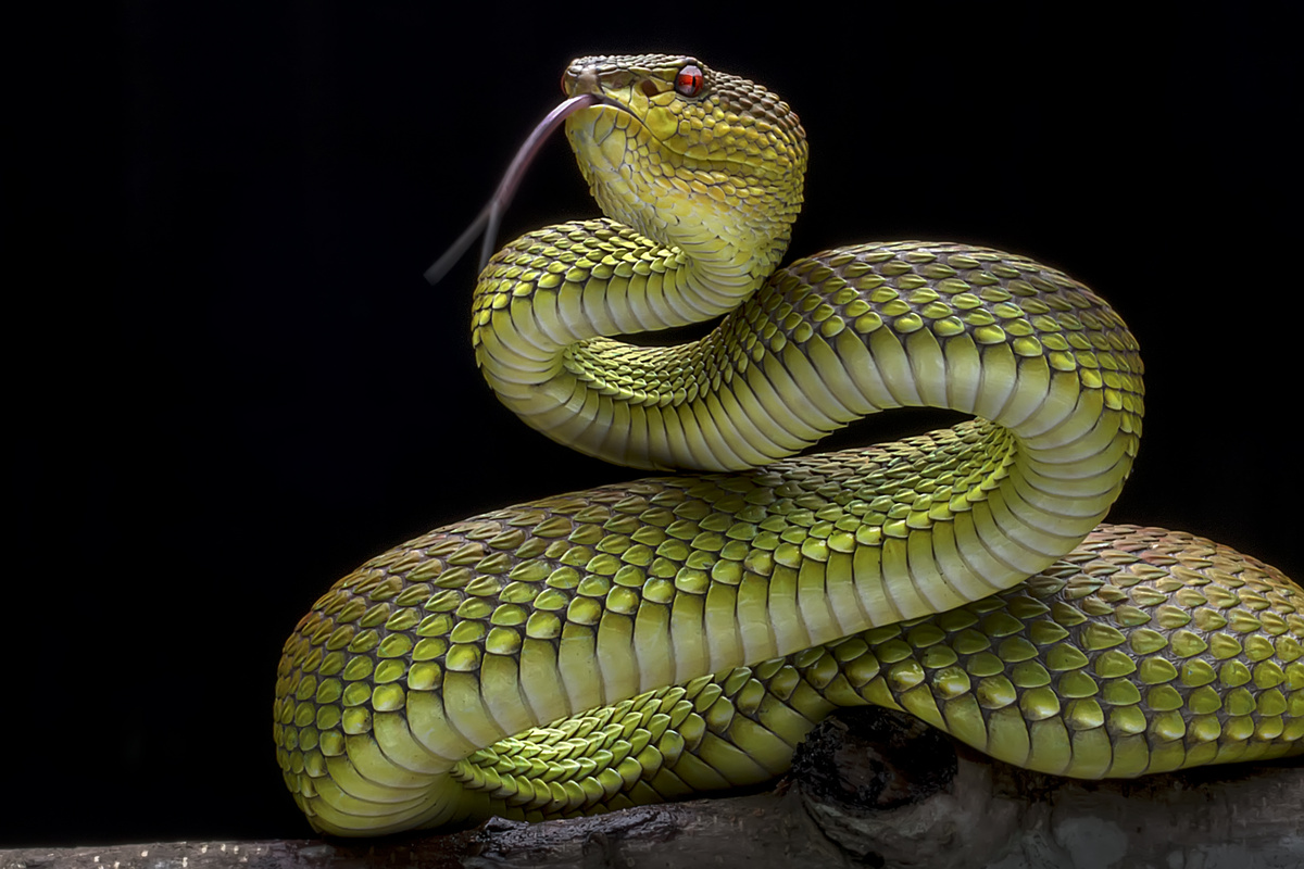 cobra verde em plano escuro.