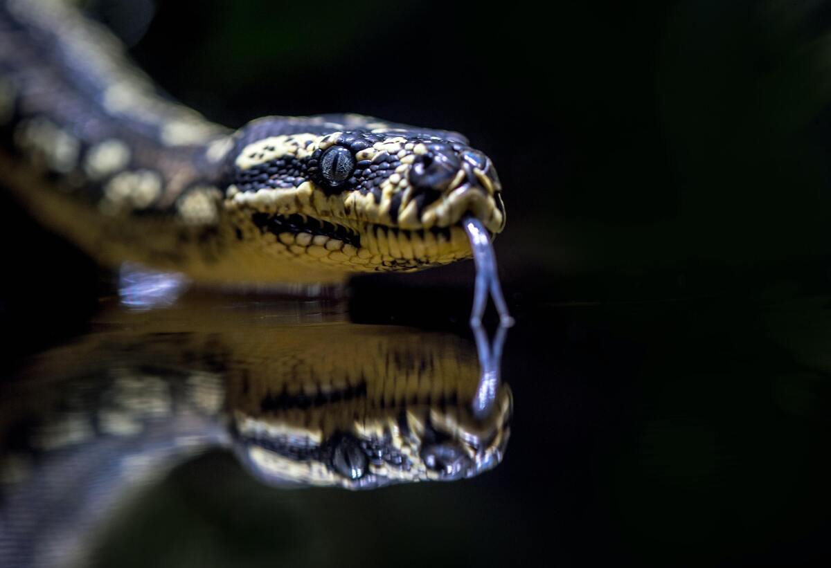 Cobra na água.