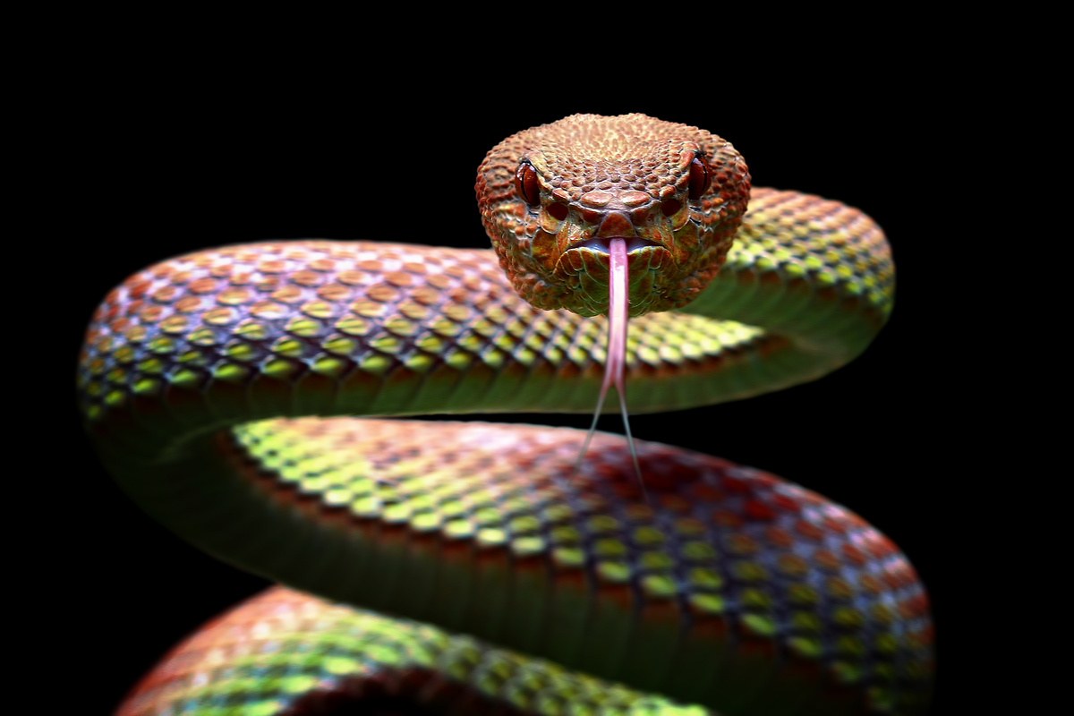 Cobra colorida verde e vermelha pronta para atacar.