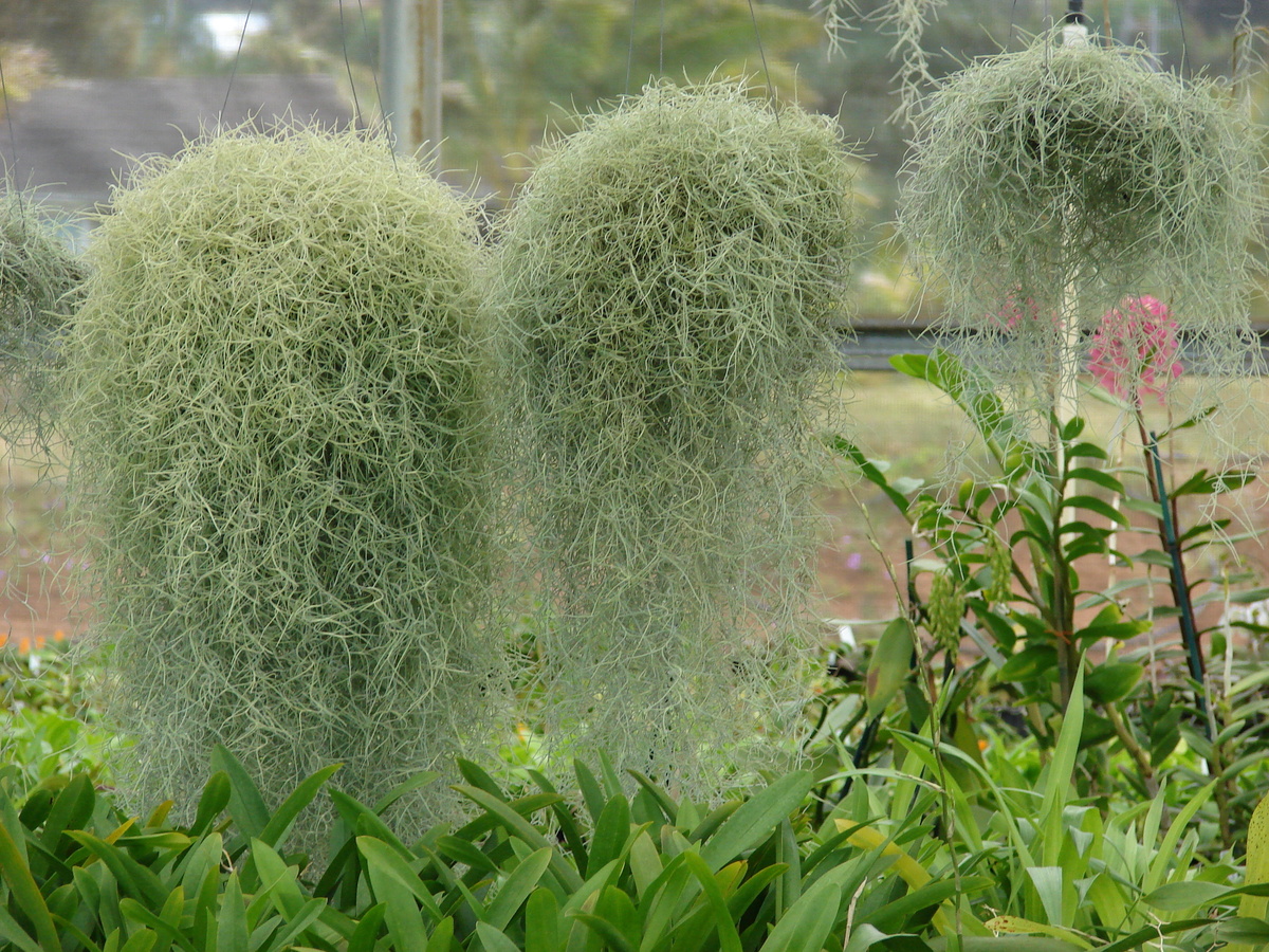 Barbas de velho enfileiradas. 