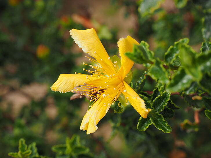 Flor de erva-de-São-João.