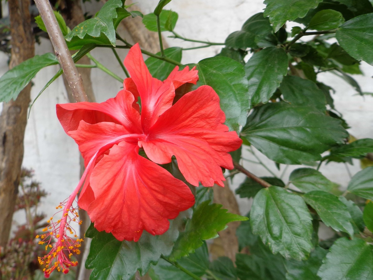 Flor de hibisco.